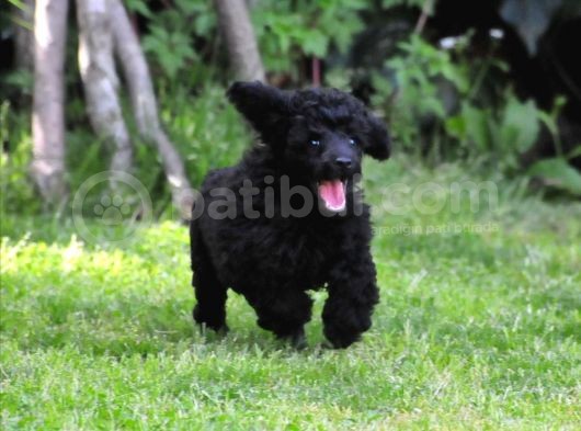 Siyah İnci Toy Poodle   görsel