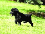 Siyah İnci Toy Poodle  