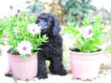 Siyah İnci Toy Poodle  