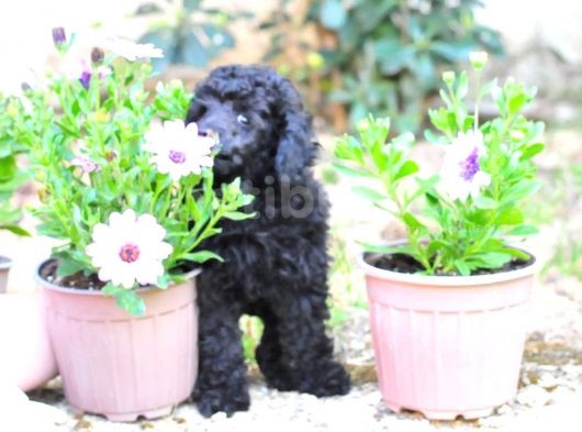 Siyah İnci Toy Poodle   görsel