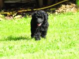 Siyah İnci Toy Poodle  