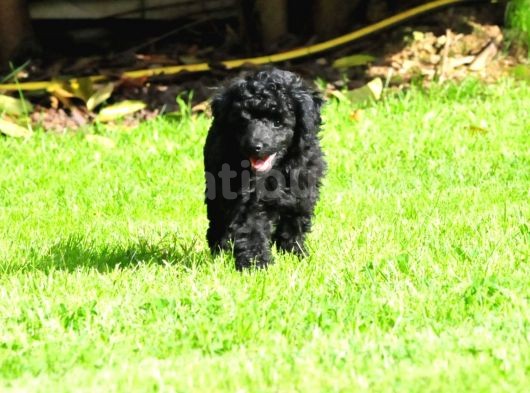 Siyah İnci Toy Poodle   görsel