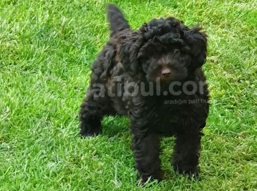 Çikolata Toy Poodle  