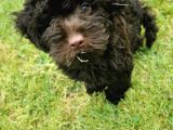 Çikolata Toy Poodle  