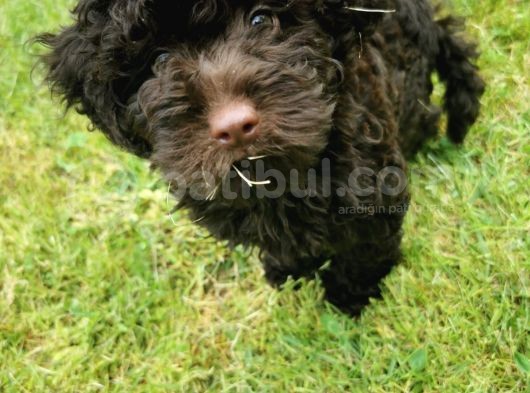 Çikolata Toy Poodle   görsel