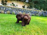 Çikolata Toy Poodle  