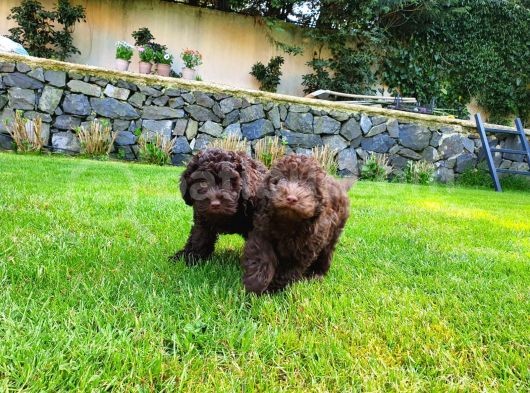 Çikolata Toy Poodle   görsel