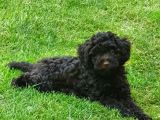 Çikolata Toy Poodle  