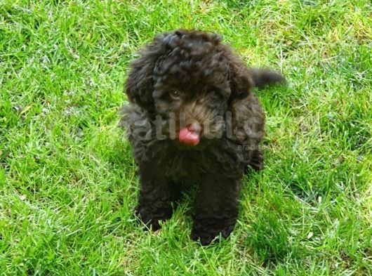 Çikolata Toy Poodle   görsel