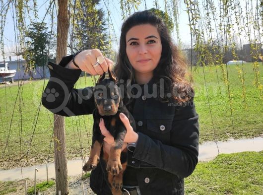 Safkan King Doberman Onaylı Çiftlikten görsel