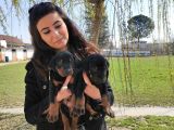 Safkan King Doberman Onaylı Çiftlikten