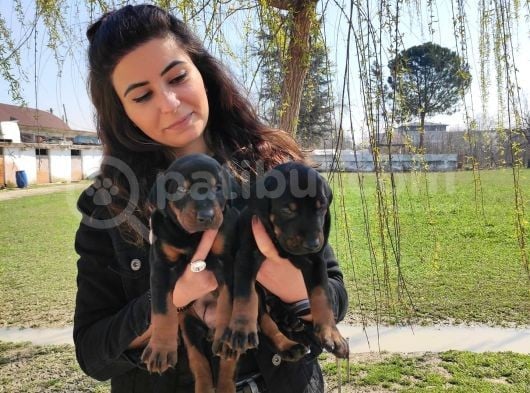 Safkan King Doberman Onaylı Çiftlikten görsel