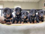 Safkan King Doberman Onaylı Çiftlikten