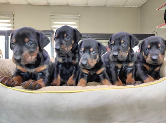 Safkan King Doberman Onaylı Çiftlikten görsel