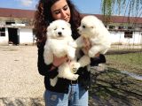 Safkan Samoyed Aşılı Karneli Teslim Garantili