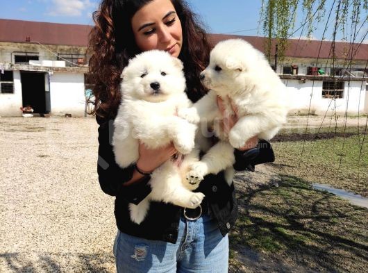 Safkan Samoyed Aşılı Karneli Teslim Garantili görsel