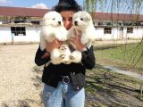 Safkan Samoyed Aşılı Karneli Teslim Garantili