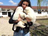 Safkan Samoyed Aşılı Karneli Teslim Garantili