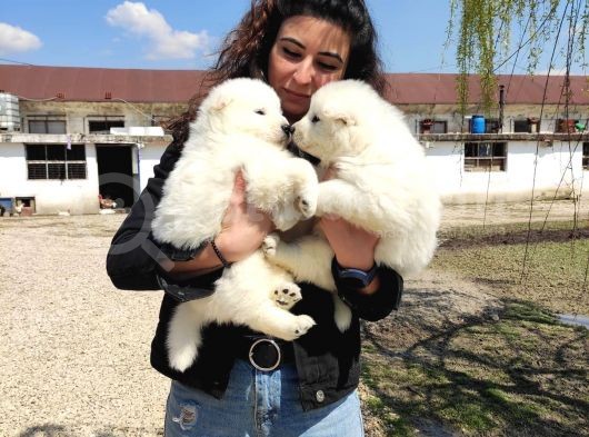 Safkan Samoyed Aşılı Karneli Teslim Garantili görsel