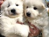 Safkan Samoyed Aşılı Karneli Teslim Garantili