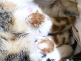 3 Adet Calico Yavrusu