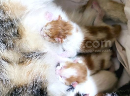 3 Adet Calico Yavrusu görsel