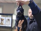 Safkan King Doberman Onaylı Çiftlikten