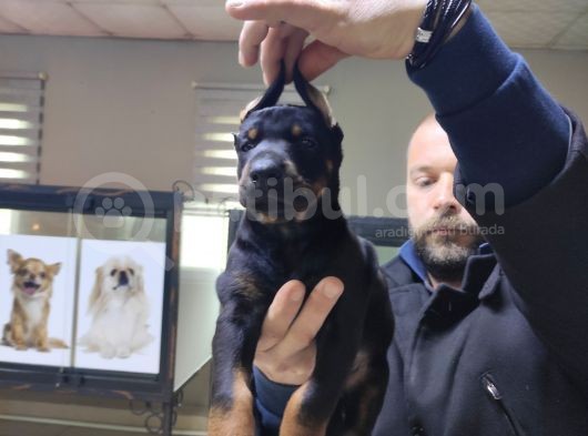 Safkan King Doberman Onaylı Çiftlikten görsel