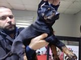 Safkan King Doberman Onaylı Çiftlikten
