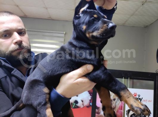 Safkan King Doberman Onaylı Çiftlikten