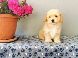 F1 Maltipoo Yavrularımız  