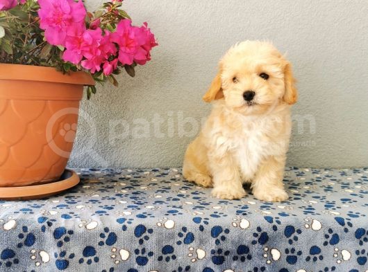 F1 Maltipoo Yavrularımız   görsel