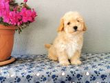 F1 Maltipoo Yavrularımız  