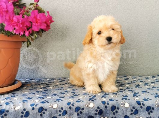 F1 Maltipoo Yavrularımız   görsel