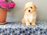 F1 Maltipoo Yavrularımız  