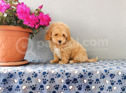 F1 Maltipoo Yavrularımız   görsel