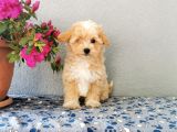 F1 Maltipoo Yavrularımız  