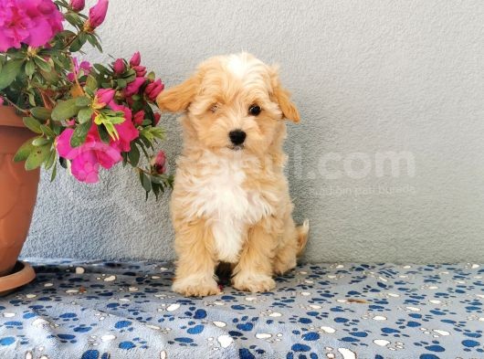 F1 Maltipoo Yavrularımız   görsel