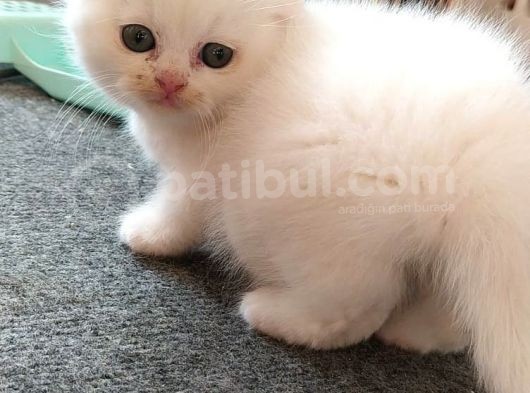 Süper Kalite Dişi Scootish Yavru Beylikdüzü görsel