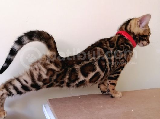 3 Aylık Dişi Bengal Kedisi görsel