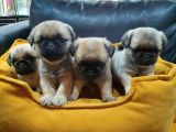 2 Aylık Pug Mops Yavruları
