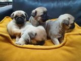 2 Aylık Pug Mops Yavruları
