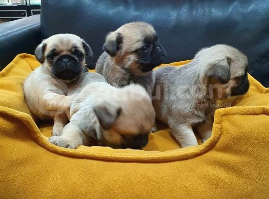 2 Aylık Pug Mops Yavruları görsel