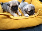 2 Aylık Pug Mops Yavruları