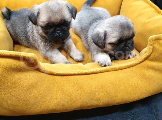 2 Aylık Pug Mops Yavruları görsel