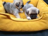 2 Aylık Pug Mops Yavruları