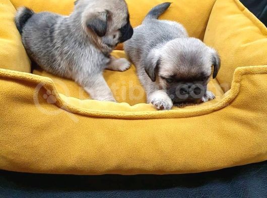 2 Aylık Pug Mops Yavruları görsel