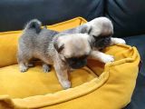 2 Aylık Pug Mops Yavruları