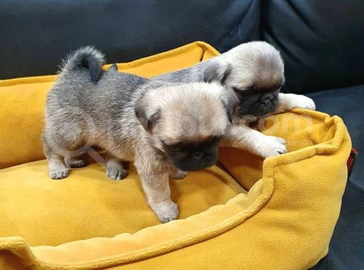 2 Aylık Pug Mops Yavruları