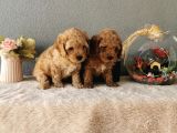 Minyatür Poodle Yavrularımız  